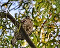 Shikra in Gurgaon,India