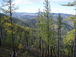 Siberische taiga