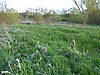 Southfield Farm Marsh