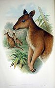 Brown pademelon