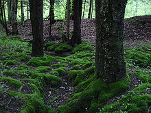 Lumut daun di tanah dan bawah puhun di Allegheny National Forest, Pennsylvania, Amirika Sarikat.