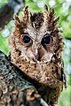 Philippine scops owl, Prague Zoo