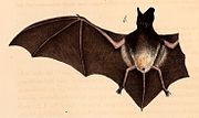 Drawing of brown bat