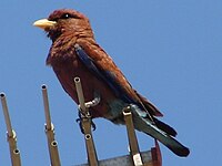 Broad-billed Roller