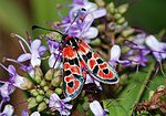 Zygaena fausta – Oberseite