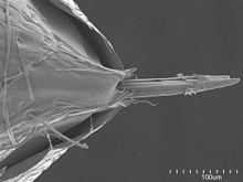 Microscopic image of the stinger of Nothomyrmecia macrops, appearing needle-like