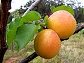 Groeiende abrikozen aan een Prunus armeniaca