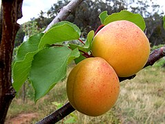 File:Apricots.jpg (2005-03-23)