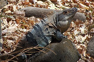 An adult male Iguana basking in Santa Rosa National Park, Costa Rica.