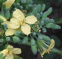 Broccoli bloem.jpg