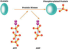 Ch4 kinases.jpg