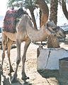 Dromedary