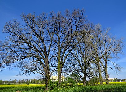 Chênes remarquables.