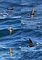 Elliot's storm petrel