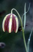 Variety F. gracilis is common in the altimediterranean lifezone