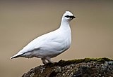 Bird in winter plumage in Iceland