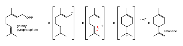 Biosynthese aus Geranylpyrophosphat (GPP)