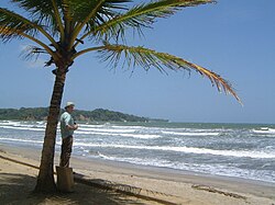 A palm tree at the beach.