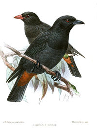 Painting of two black birds with reddish vents sitting on branches; one has a red bill