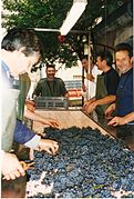 Tri de la vendange en Bourgogne