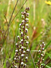 Blommor av Triglochin bulbosa