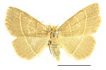 Trisateles emortualis – Specimen