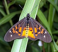 Acraea pharsalus.