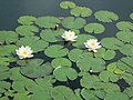 isolumme (Nymphaea alba)