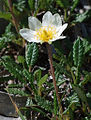 Lesbenigys an menydh (Dryas octopetala), eghen alpek a dreusvew war Helvellyn