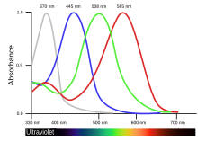 BirdVisualPigmentAbsorbance.svg