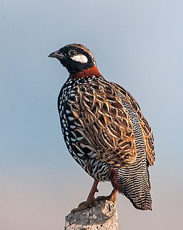 Турач туркменський (Francolinus francolinus)