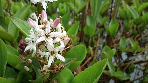 조름나물(Menyanthes trifoliata)