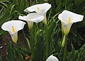 Zantedeschia . aethiopica