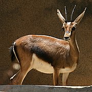 Brown bovid