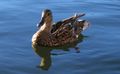 Female Mallard