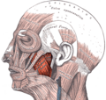 El múscul masseter (en vermell).