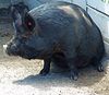 A Guinea hog in a zoo