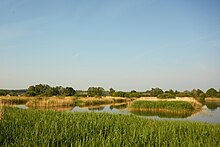 Ham Wall reedbeds.jpg