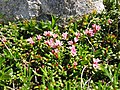 Loiseleuria procumbens