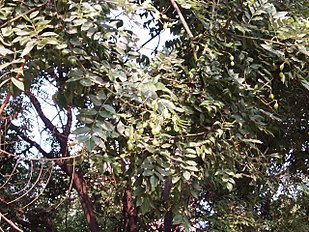 Foliage and seed pods