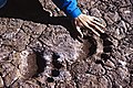 Polar Bear tracks at Svalbard