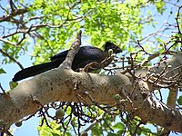 Purple-crested Turaco