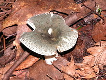 Russula virescens.jpg