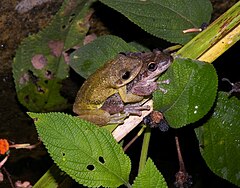 Description de l'image Scinax ruber.jpg.