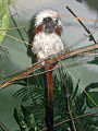 Saguinus oedipus