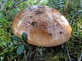 !!Tricholoma pessundatum!!