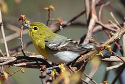 Flavgorĝa vireo (Vireo flavifrons)