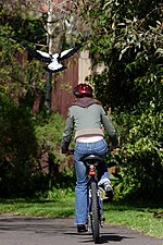 Une cycliste vue de dos sur une route goudronnée, un cassican volant juste au-dessus de son épaule gauche.