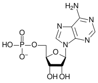 Skeletal formula of AMP