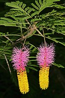 Bloeiwyses met geel vrugbare blomme